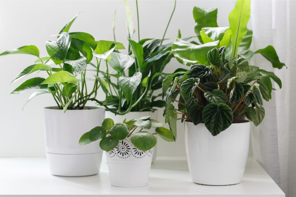 انواع گیاه آپارتمانی