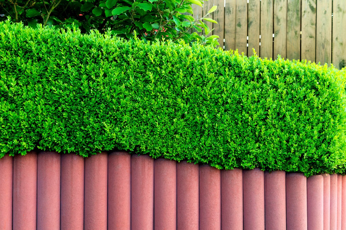 دیوار سبز حیاط چیست؟