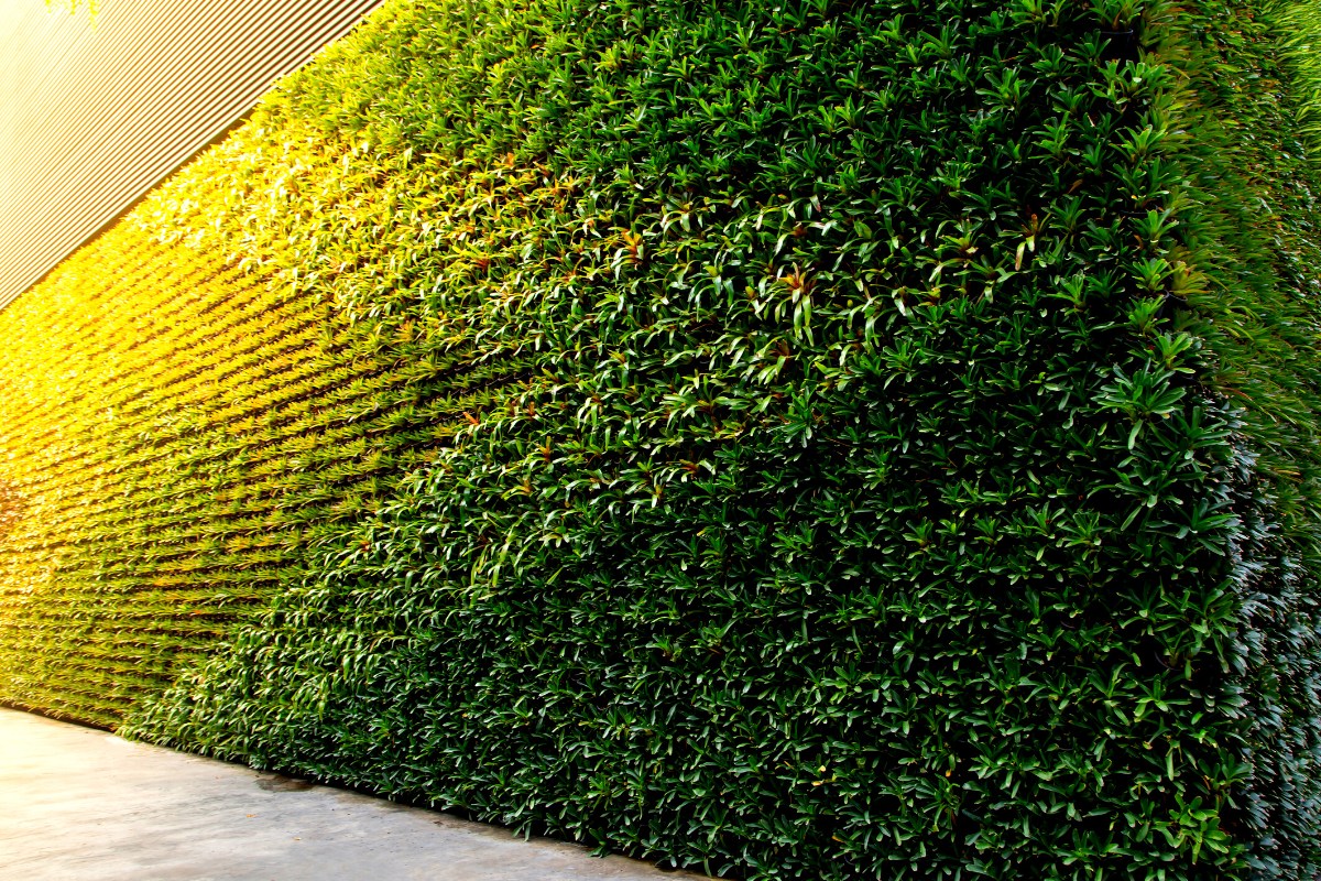  دیوار سبز حیاط چیست و چگونه طراحی می‌شود؟