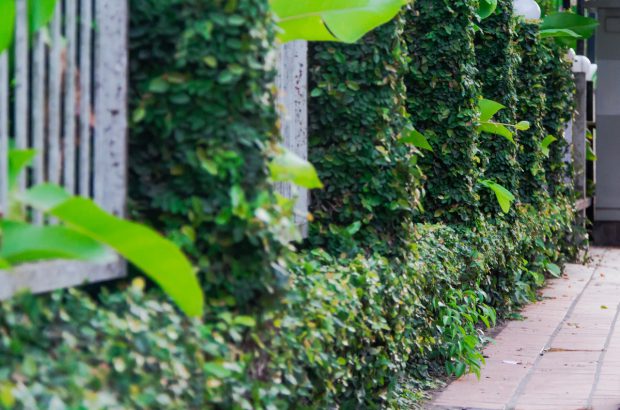 قیمت و روش درست کردن دیوار سبز در باغ